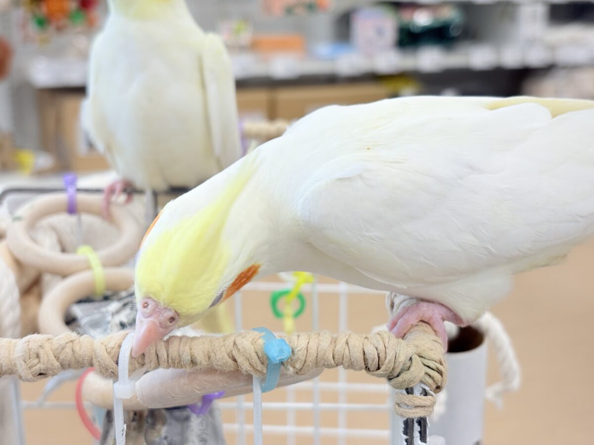 オカメインコ