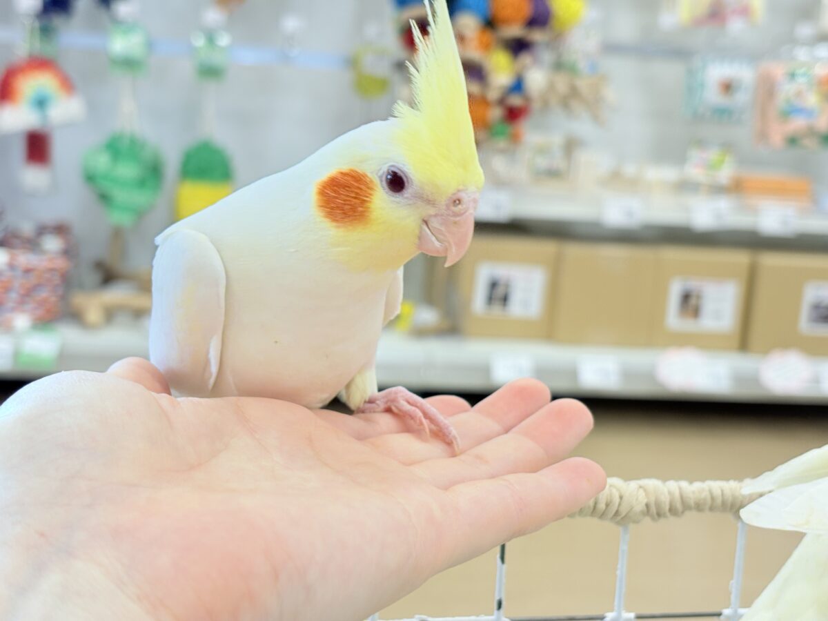 オカメインコ