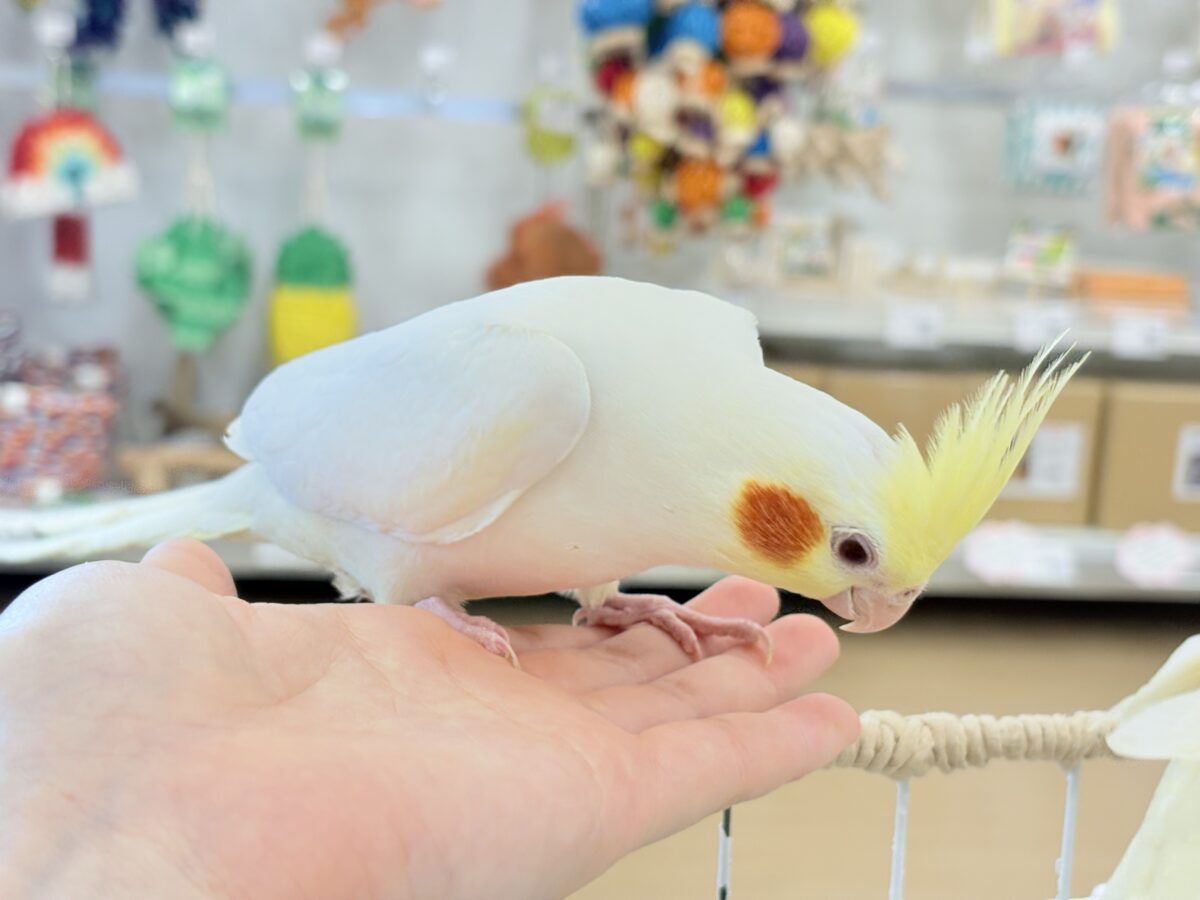 もっちもちBIG BODY♡♥♡オカメインコ(ルチノー) オカメインコ