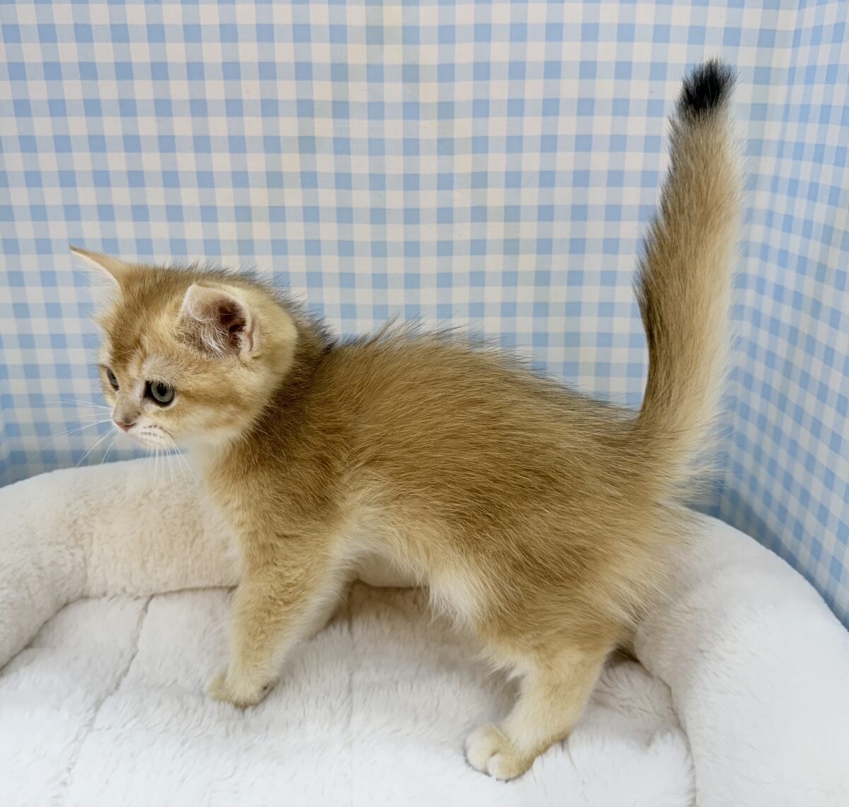 ブリティッシュショートヘア