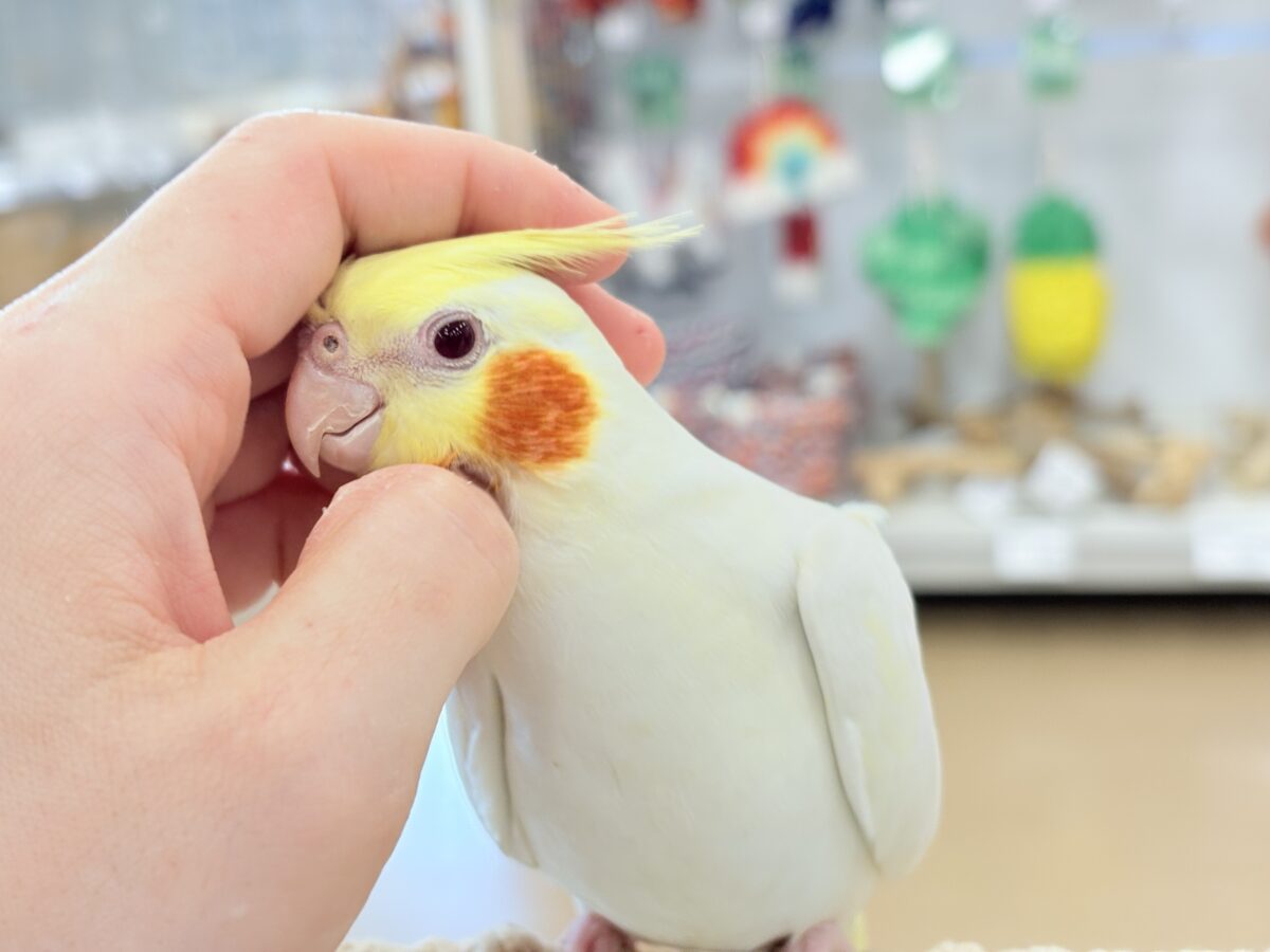 もっちもちBIG BODY♡♥♡オカメインコ(ルチノー) オカメインコ