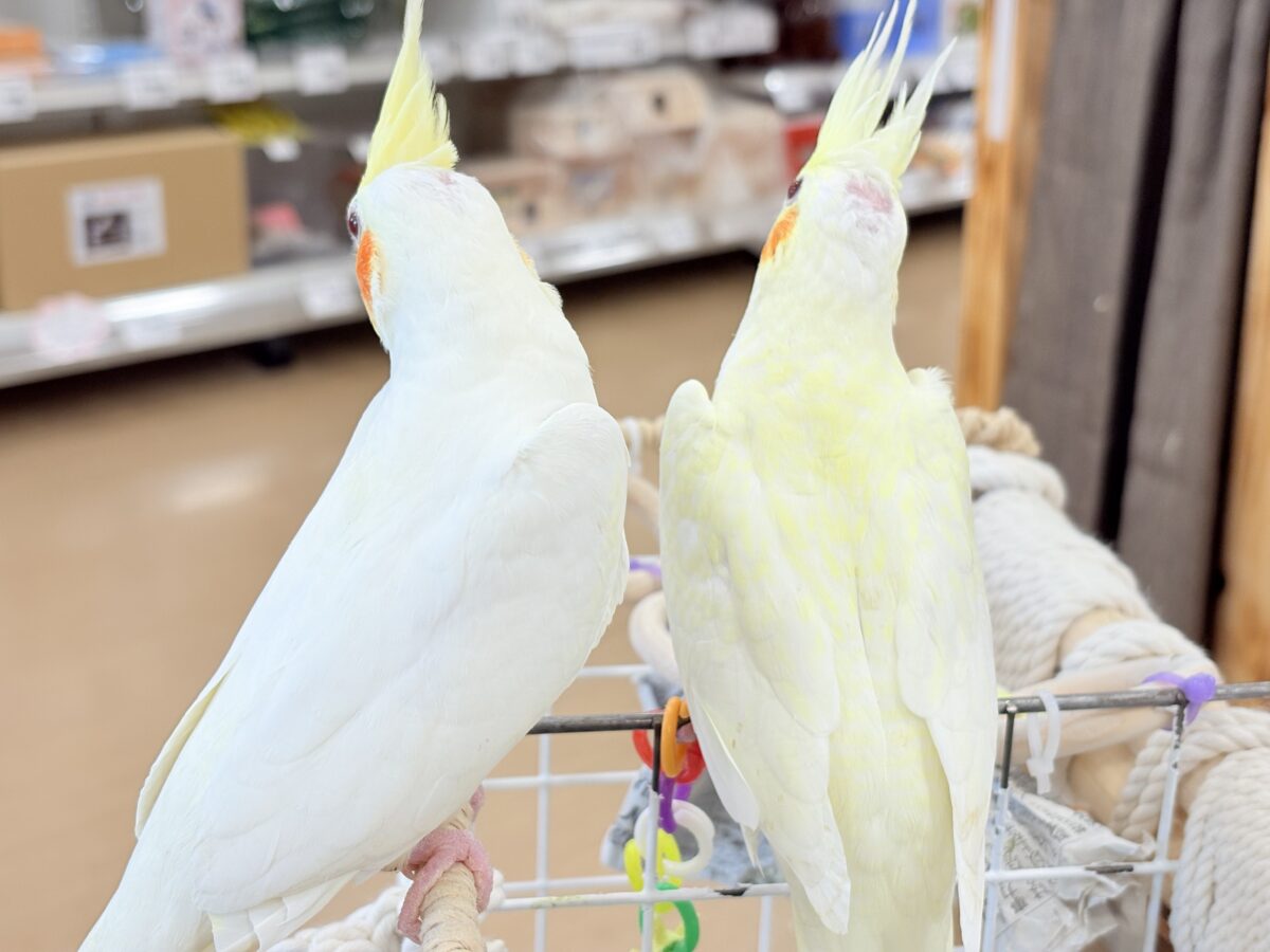 【最新画像更新🪄】あどけなさ残る表情♡オカメインコ(ルチノーパール) オカメインコ