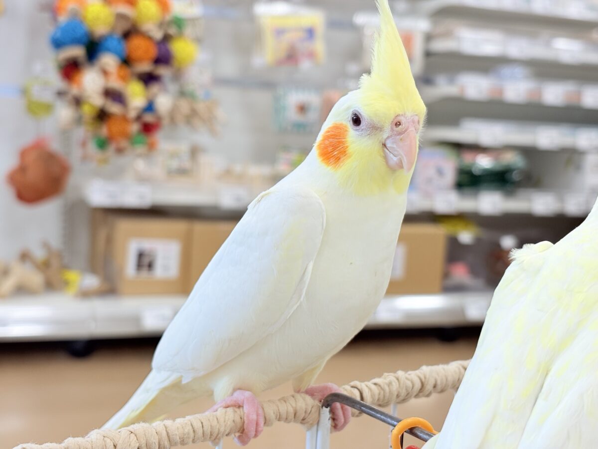 もっちもちBIG BODY♡♥♡オカメインコ(ルチノー) オカメインコ