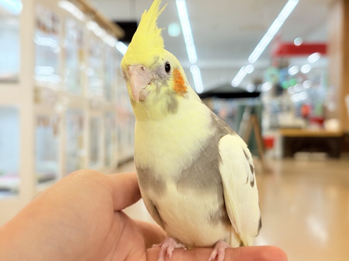 優しいお顔に癒される♥オカメインコ(パイド) オカメインコ