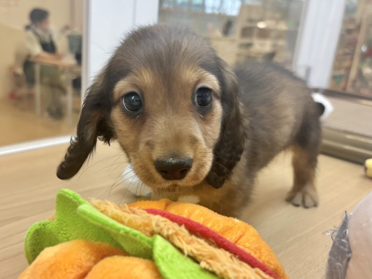 カニンヘンダックス