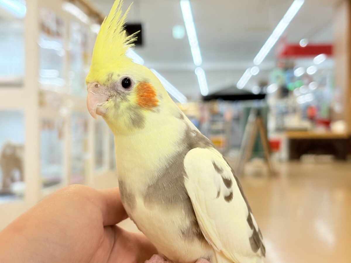 オカメインコ