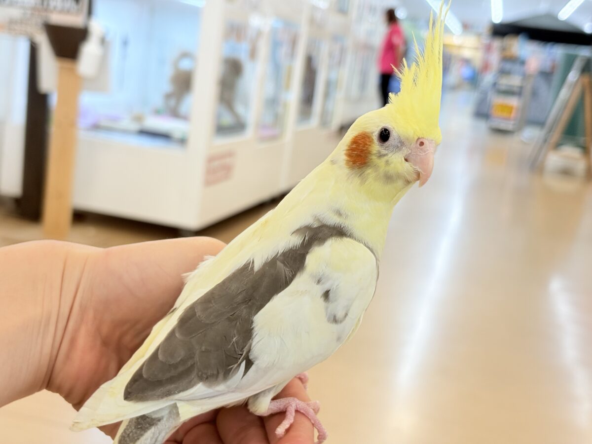 オカメインコ