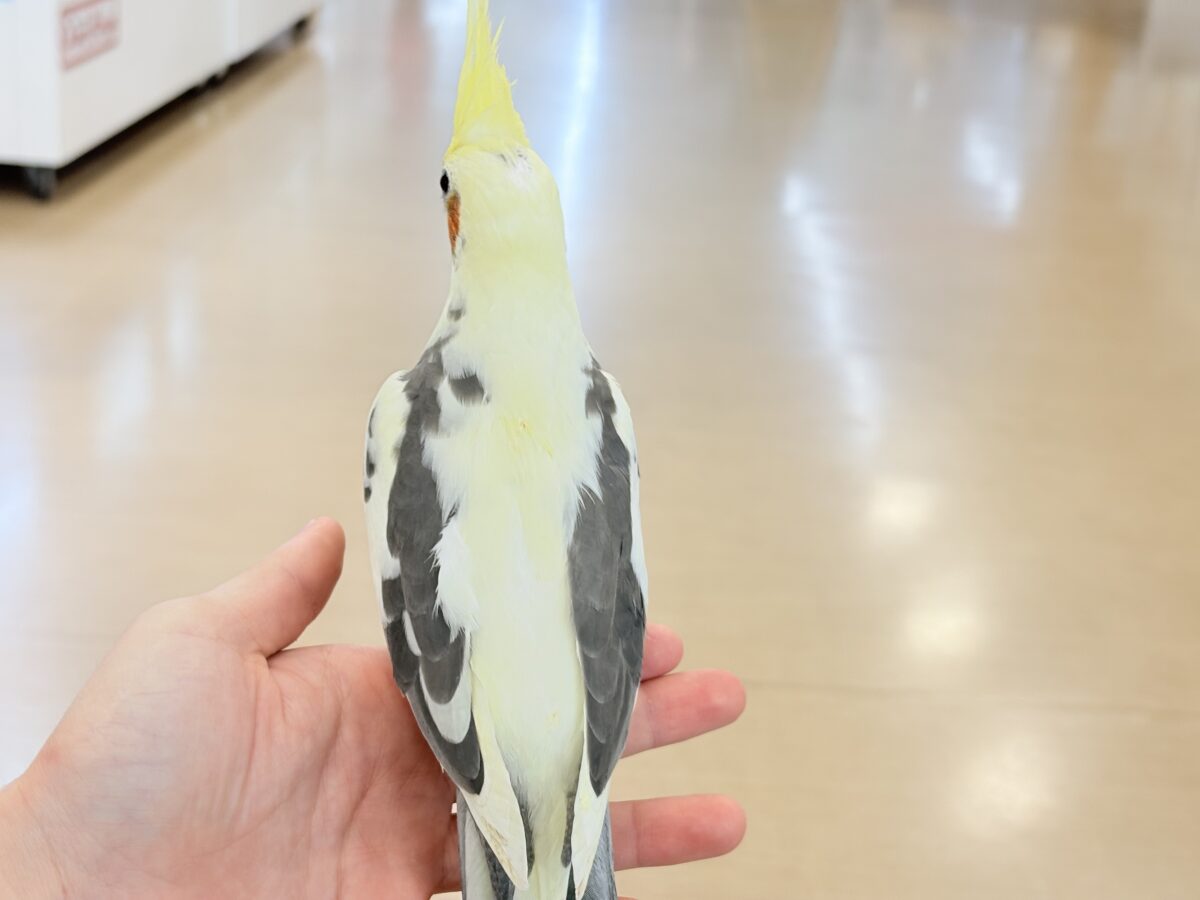 優しいお顔に癒される♥オカメインコ(パイド) オカメインコ