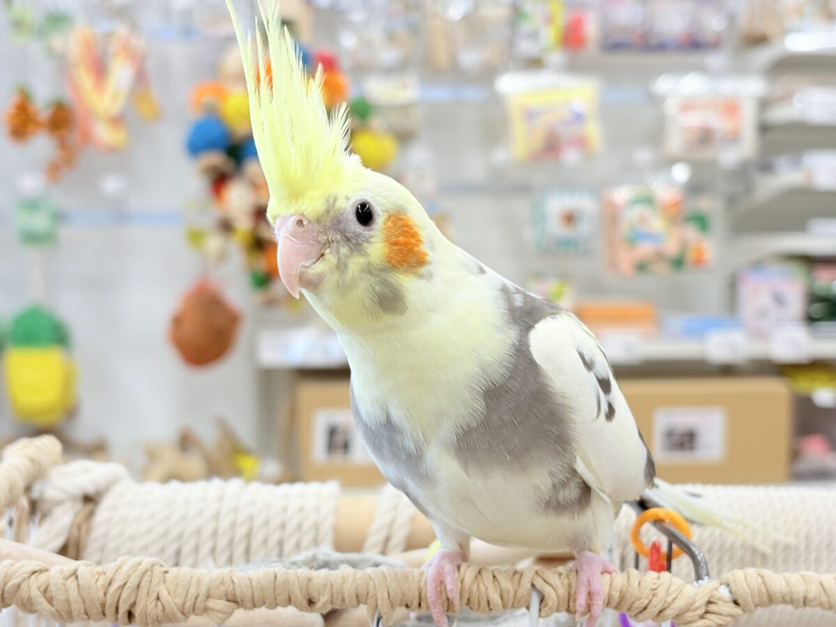 オカメインコ