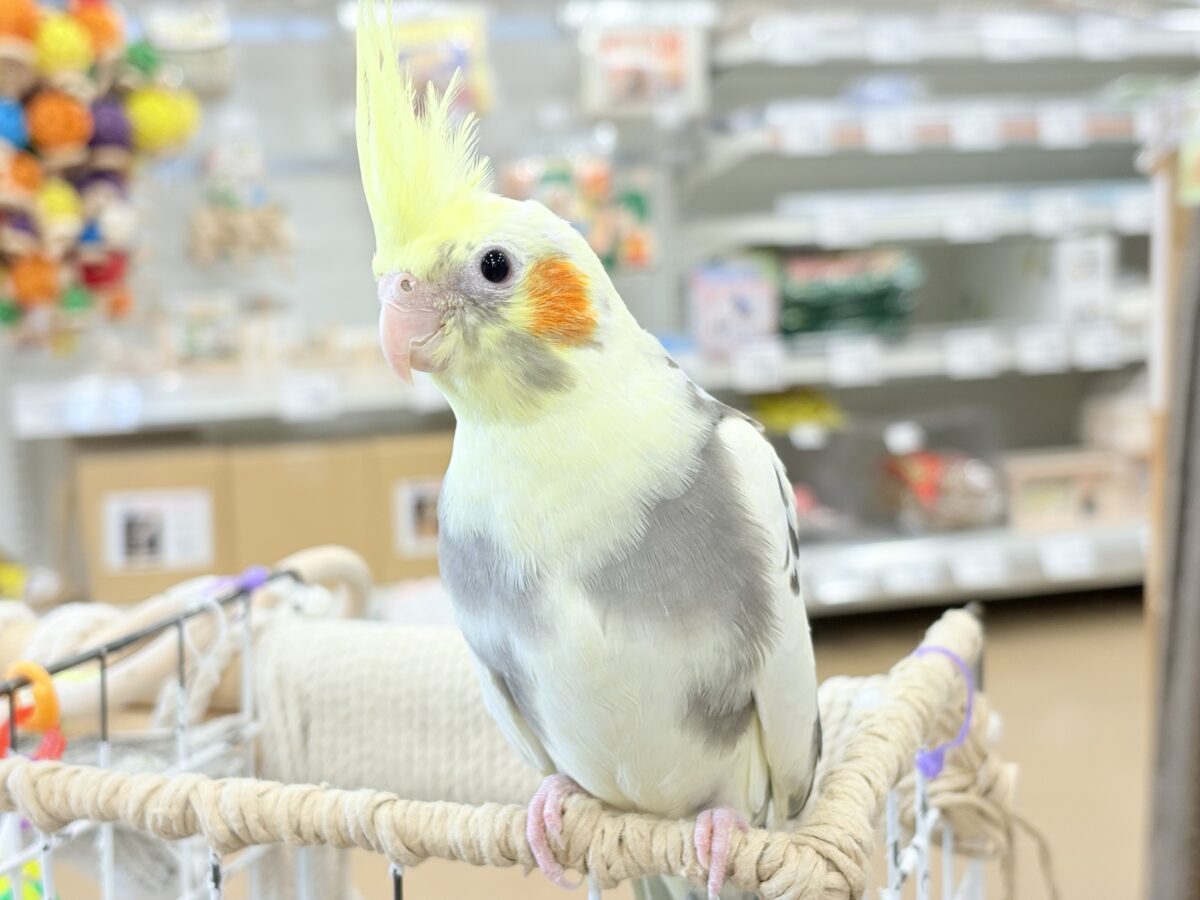 優しいお顔に癒される♥オカメインコ(パイド) オカメインコ