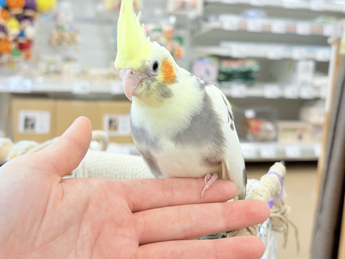 オカメインコ