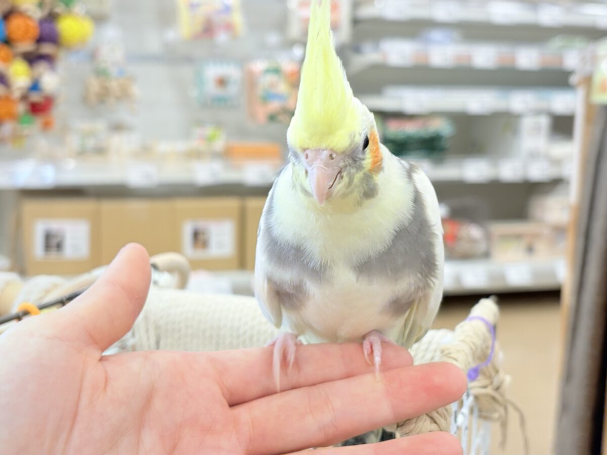 優しいお顔に癒される♥オカメインコ(パイド) オカメインコ