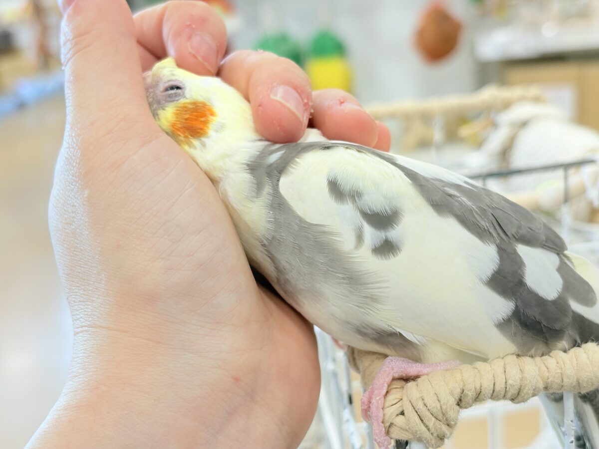 優しいお顔に癒される♥オカメインコ(パイド) オカメインコ
