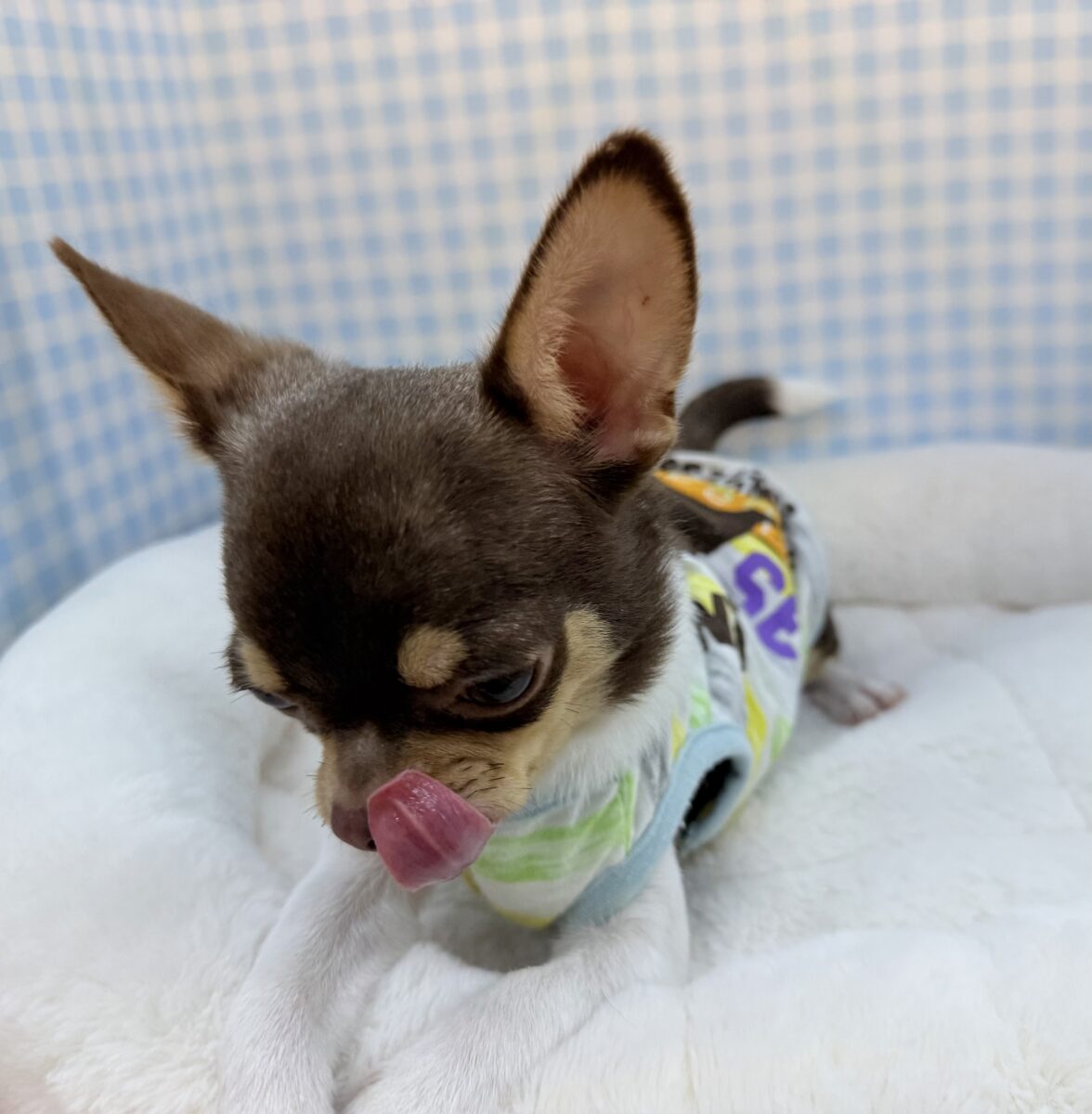 チワワ