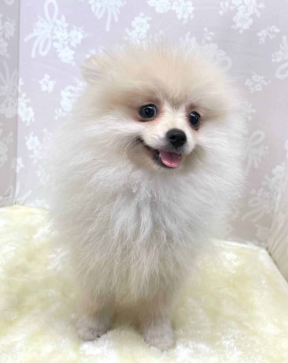ポメラニアン