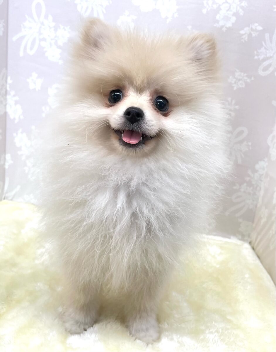 ポメラニアン