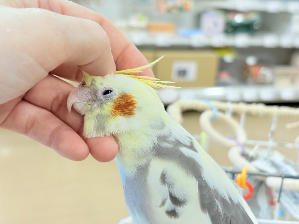オカメインコ