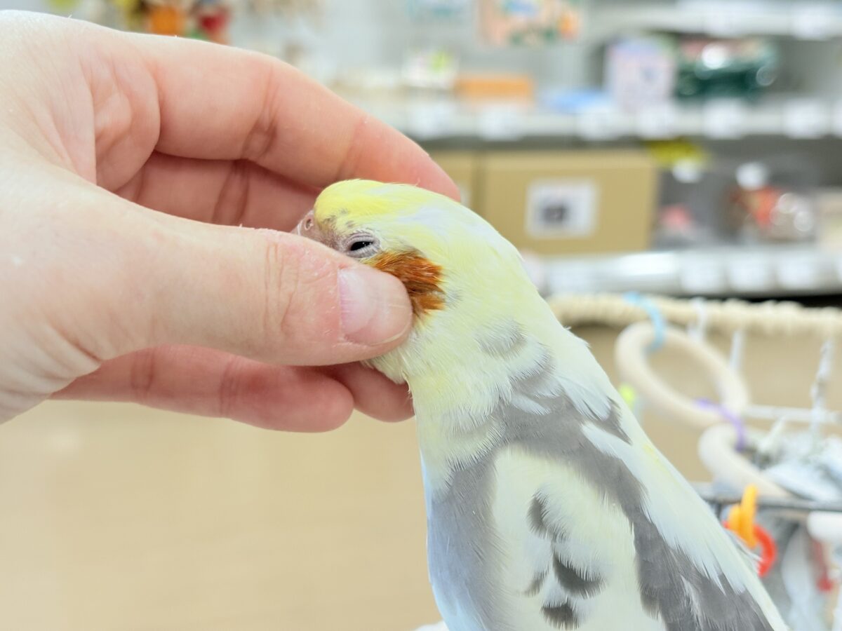 優しいお顔に癒される♥オカメインコ(パイド) オカメインコ