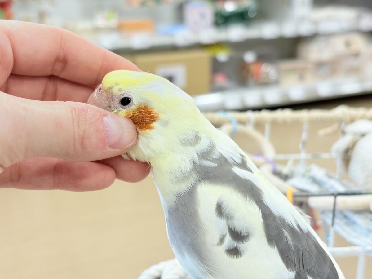 オカメインコ