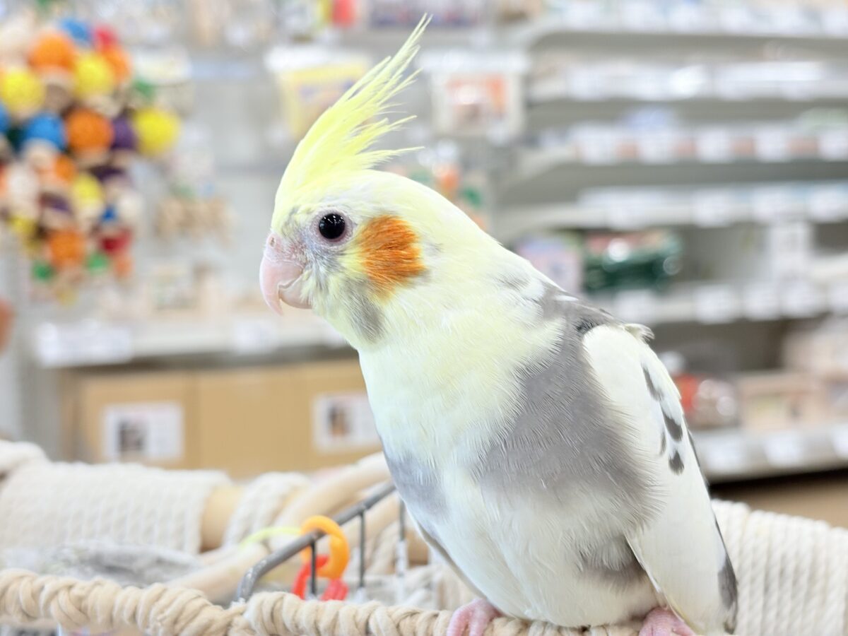 オカメインコ
