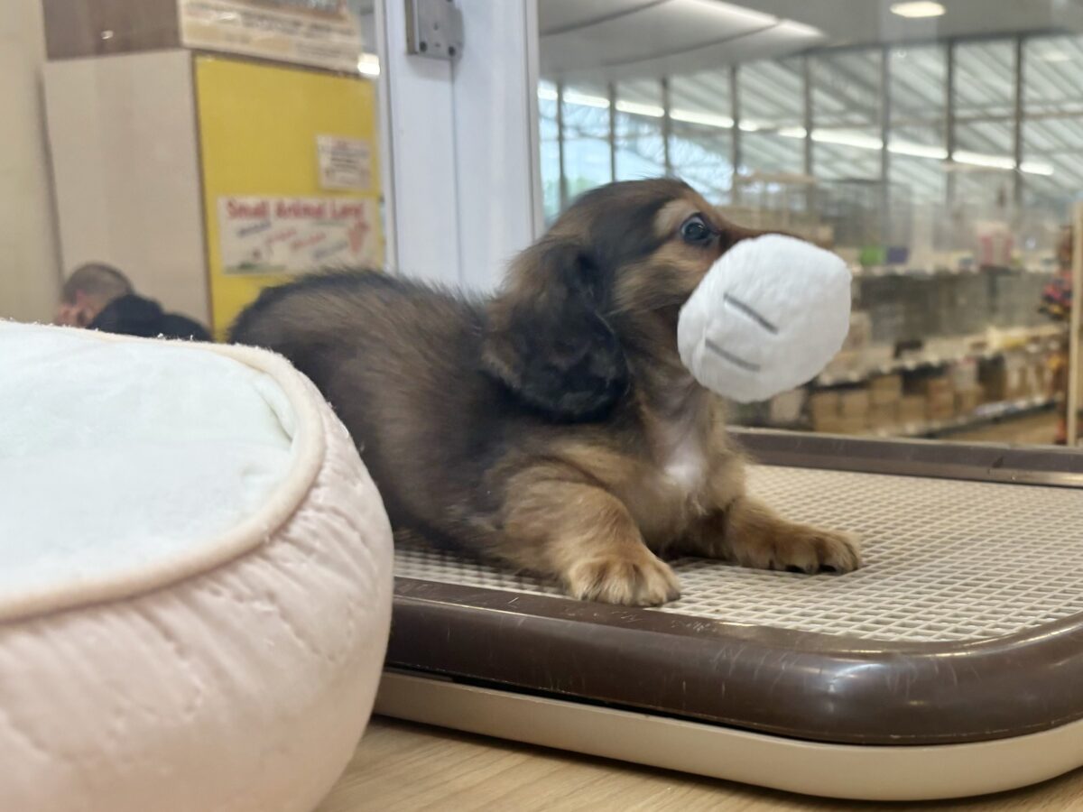 カニンヘンダックス