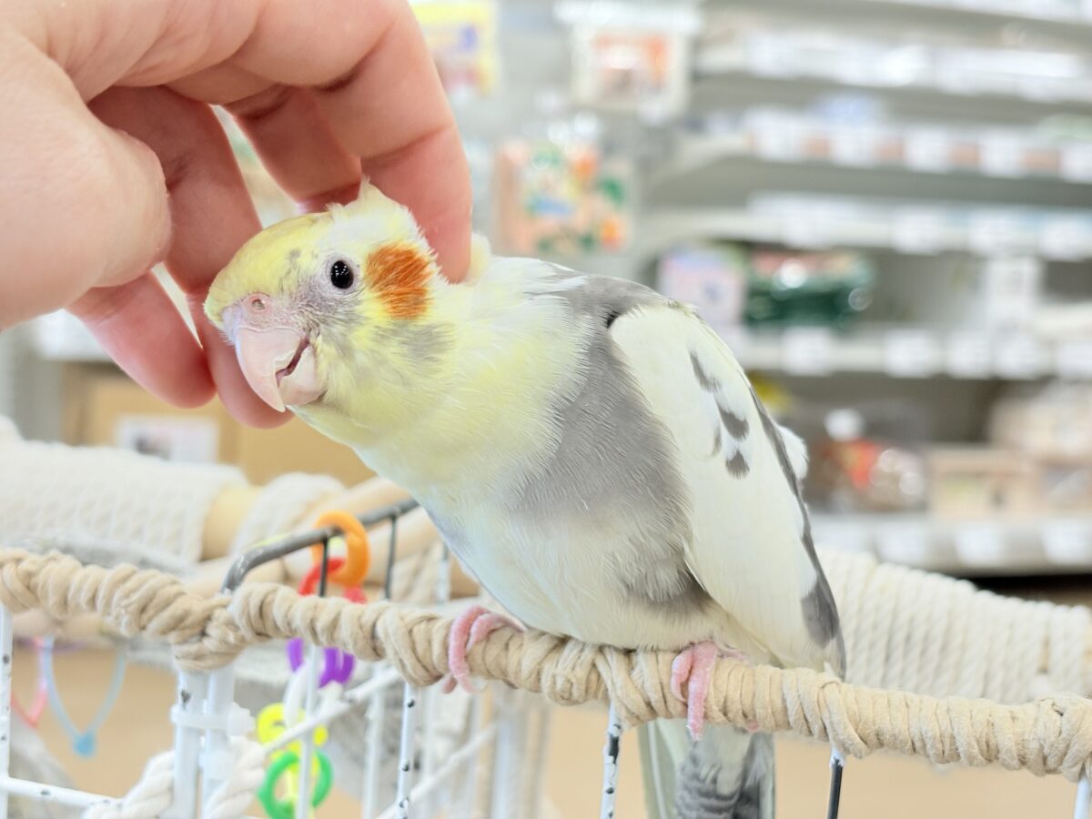 オカメインコ