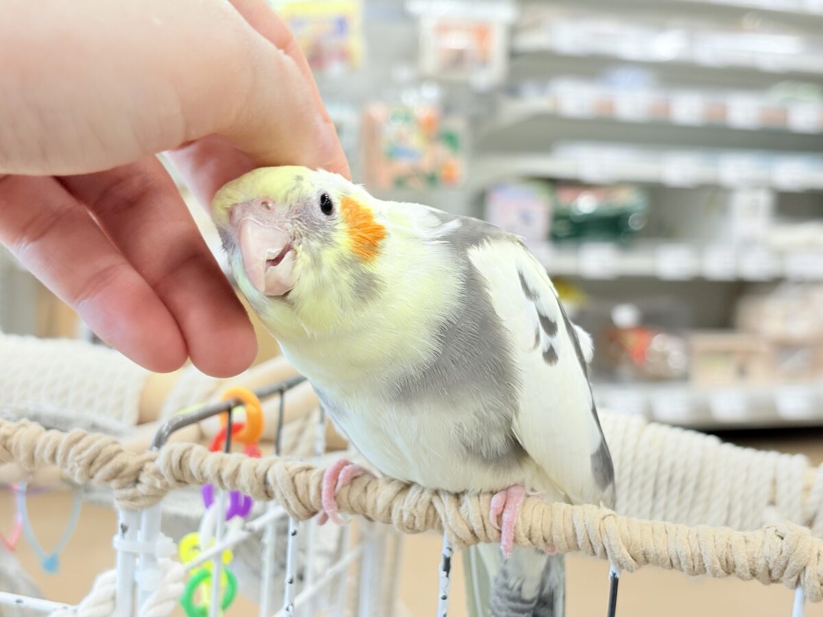 優しいお顔に癒される♥オカメインコ(パイド) オカメインコ
