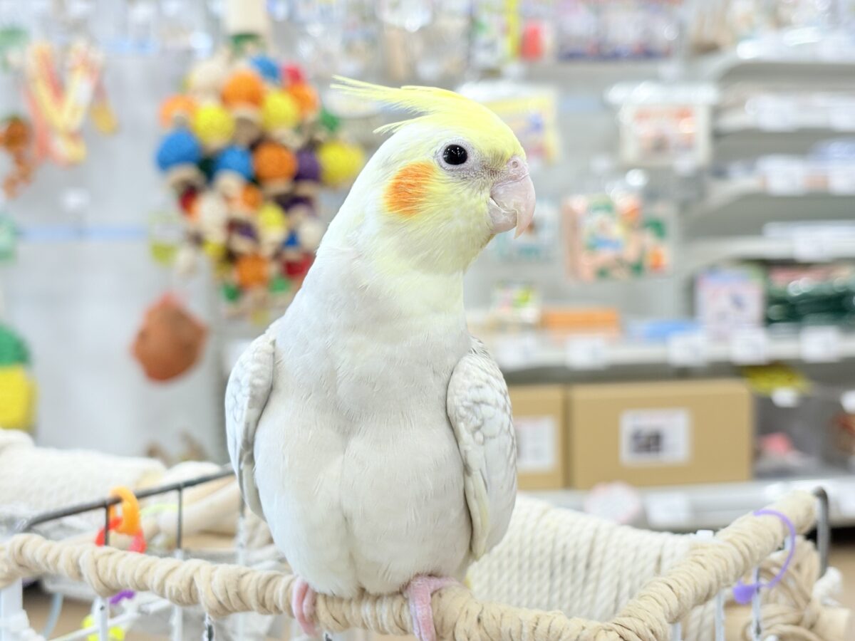 【最新画像更新🪄】ふんわりラテカラー🐥☕️オカメインコ(シナモンパールパイド) オカメインコ