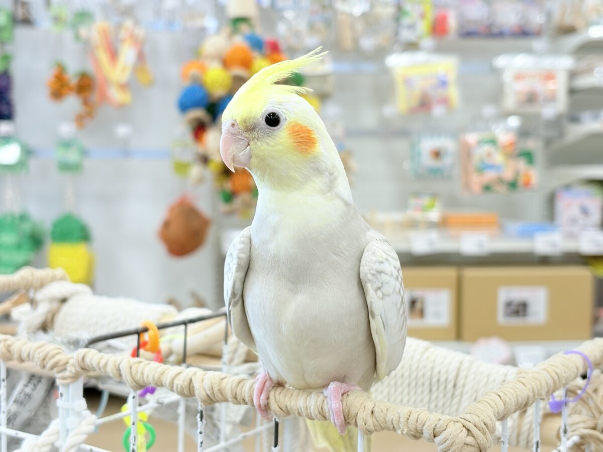 オカメインコ