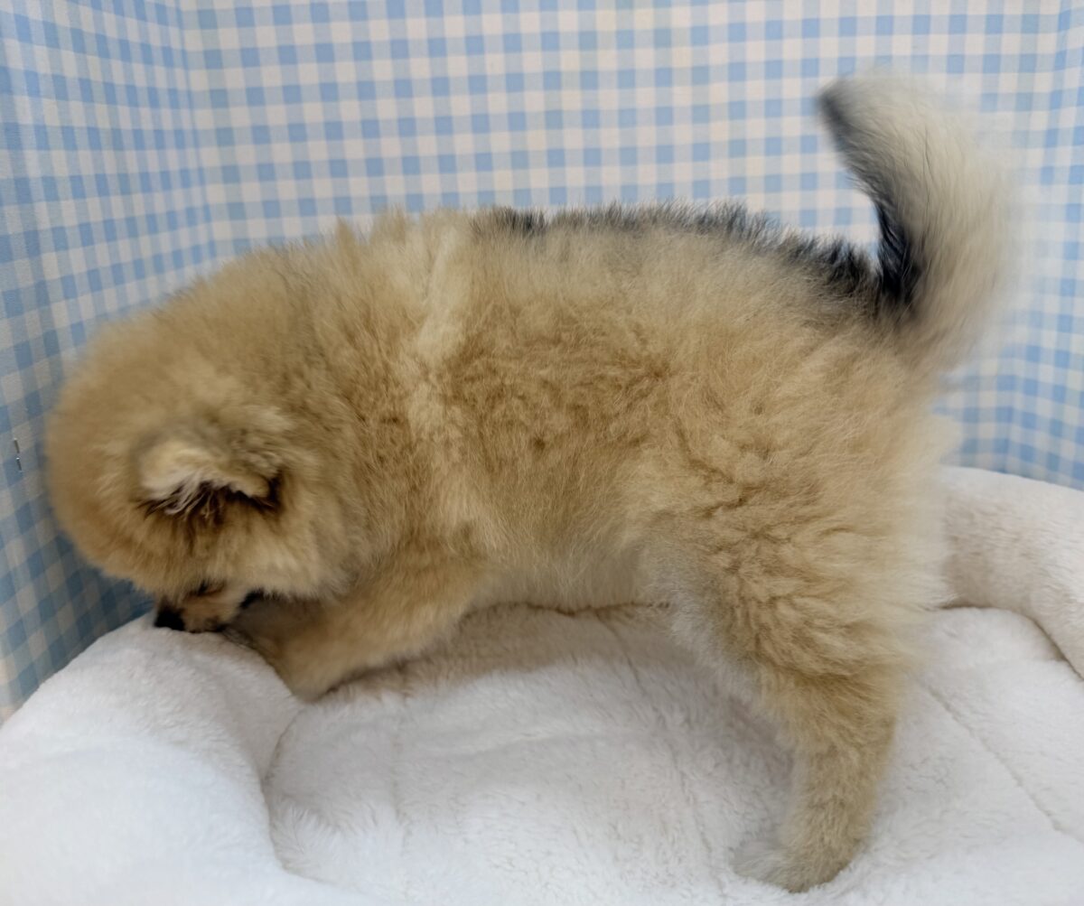 ポメラニアン