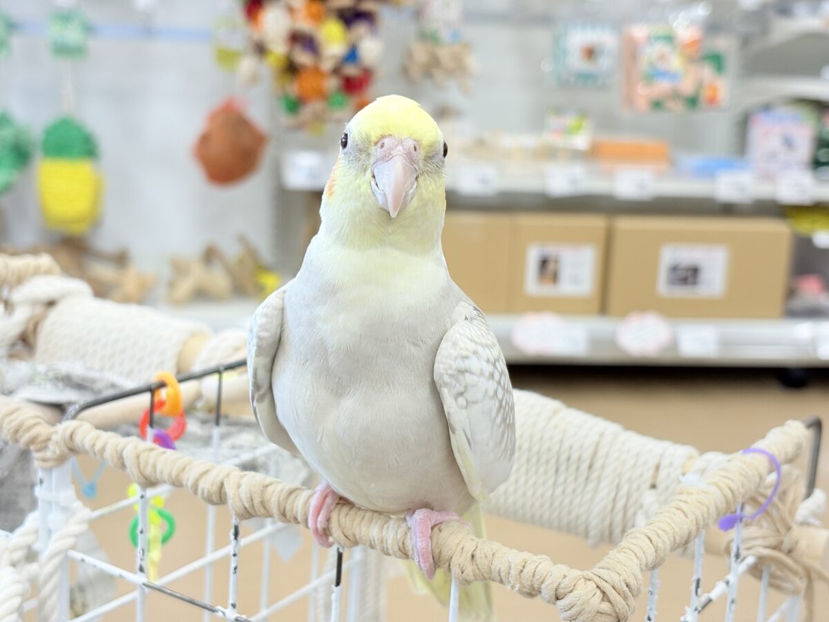 【最新画像更新🪄】ふんわりラテカラー🐥☕️オカメインコ(シナモンパールパイド) オカメインコ