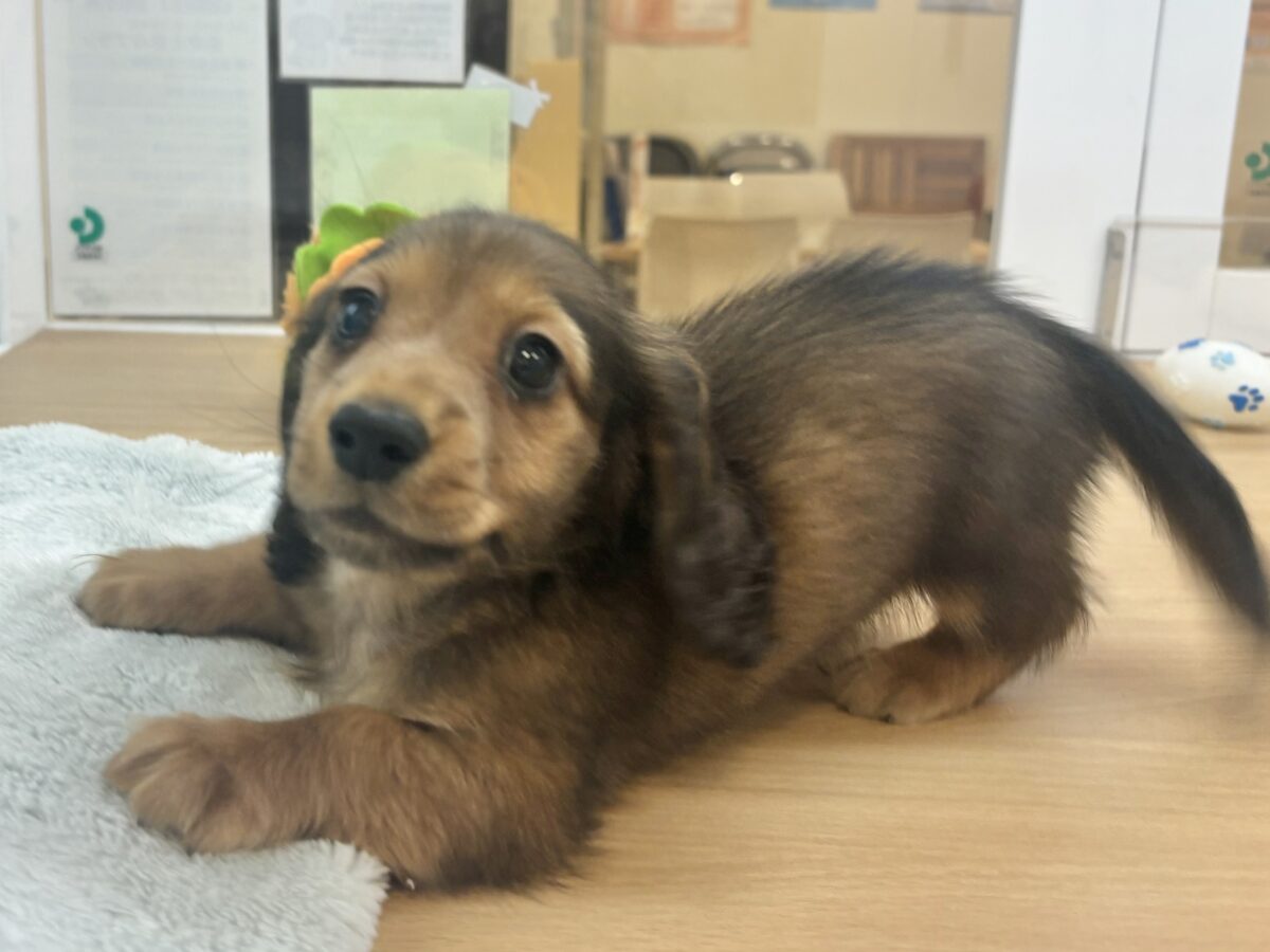 カニンヘンダックス