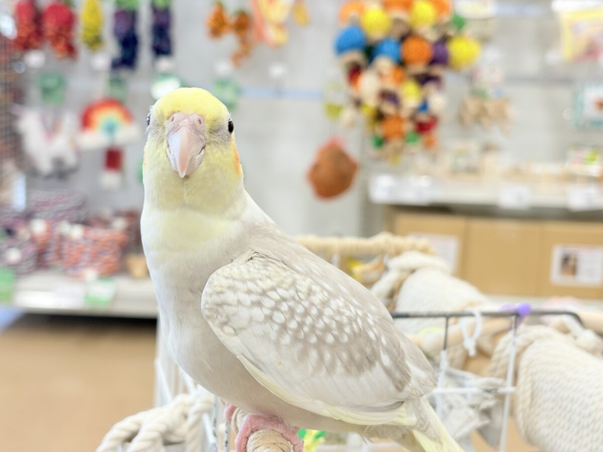 オカメインコ