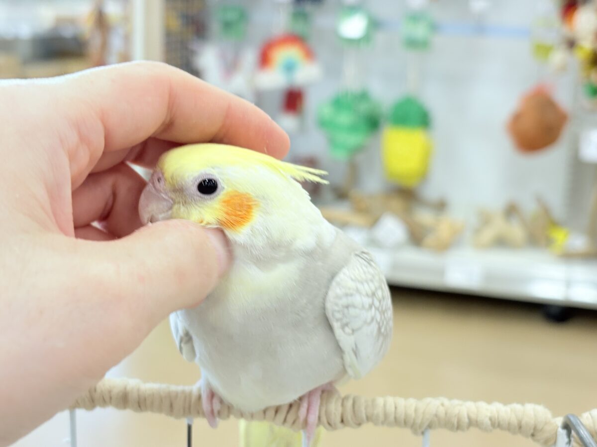 【最新画像更新🪄】ふんわりラテカラー🐥☕️オカメインコ(シナモンパールパイド) オカメインコ