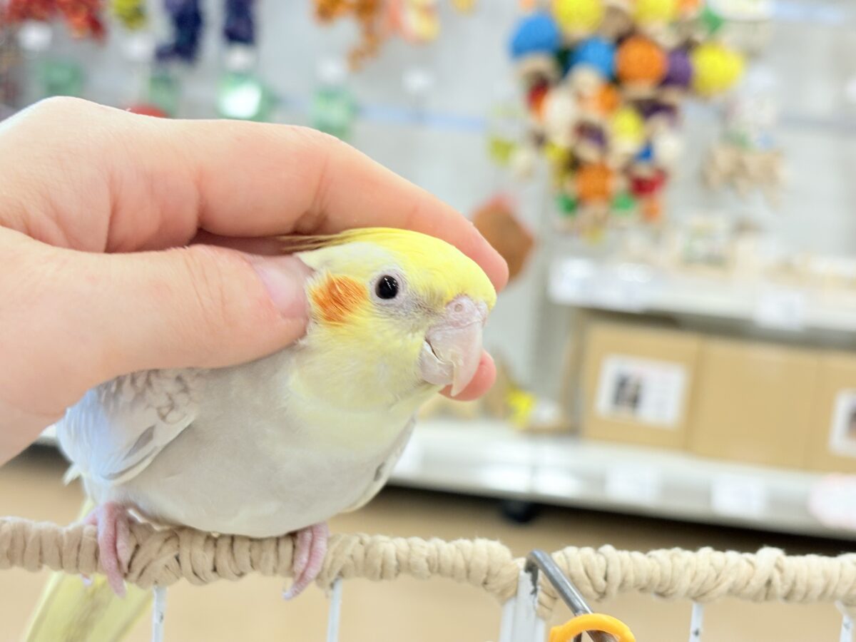 オカメインコ