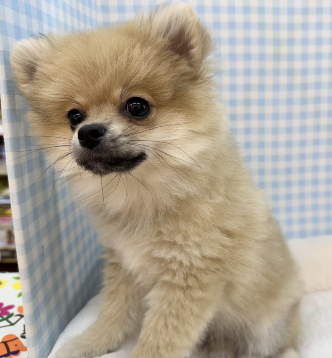 ポメラニアン