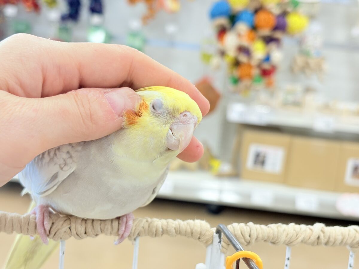 オカメインコ
