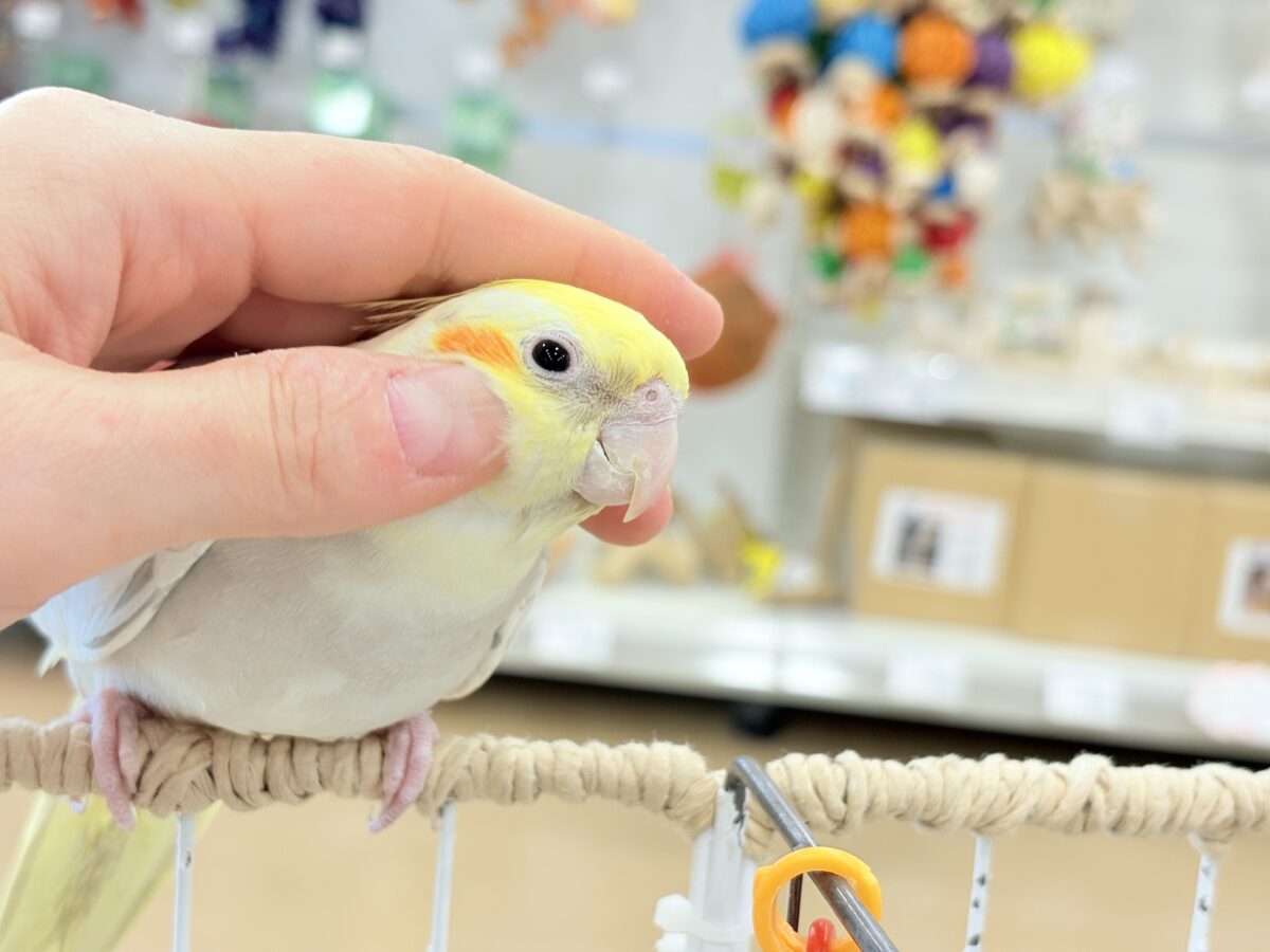 オカメインコ