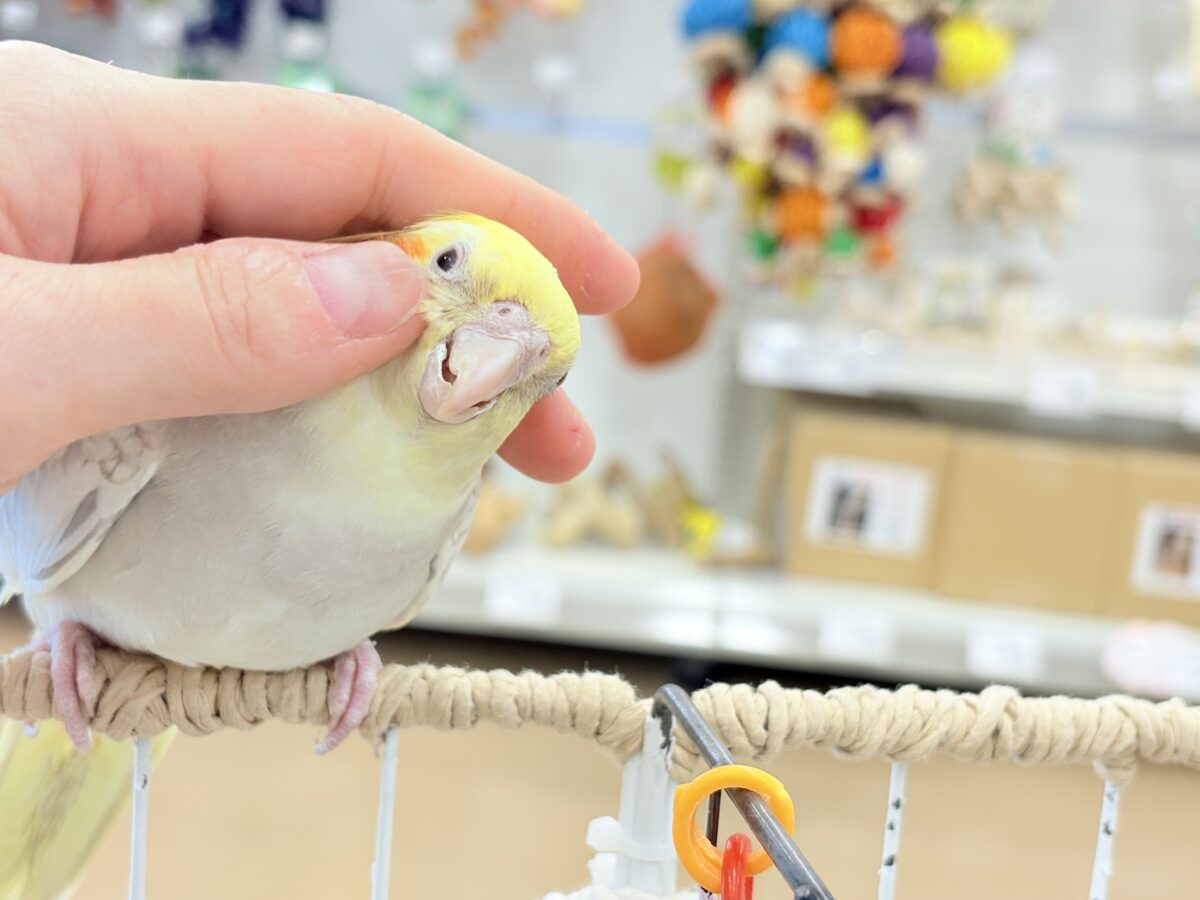 【最新画像更新🪄】ふんわりラテカラー🐥☕️オカメインコ(シナモンパールパイド) オカメインコ