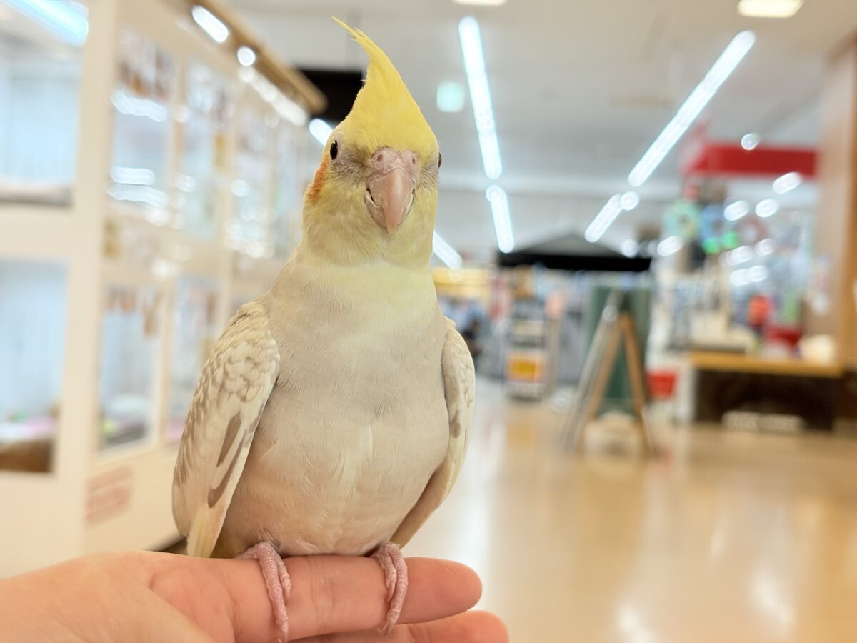 【最新画像更新🪄】ふんわりラテカラー🐥☕️オカメインコ(シナモンパールパイド) オカメインコ