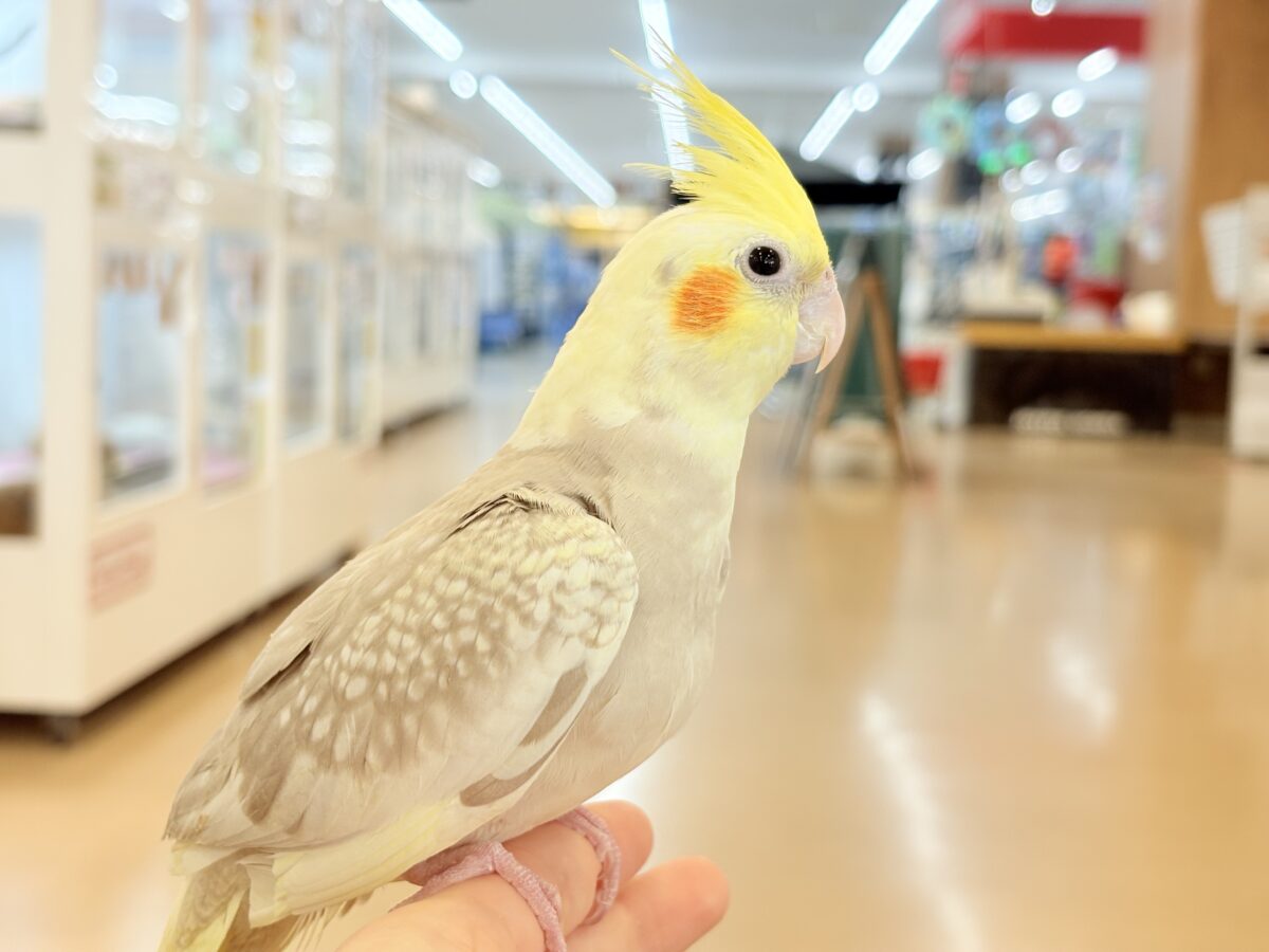 オカメインコ