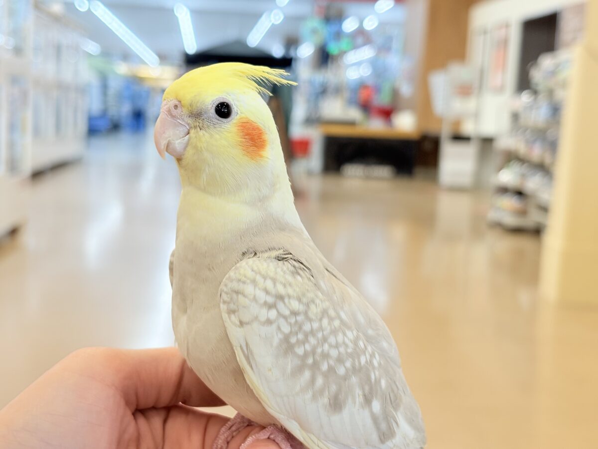 【最新画像更新🪄】ふんわりラテカラー🐥☕️オカメインコ(シナモンパールパイド) オカメインコ