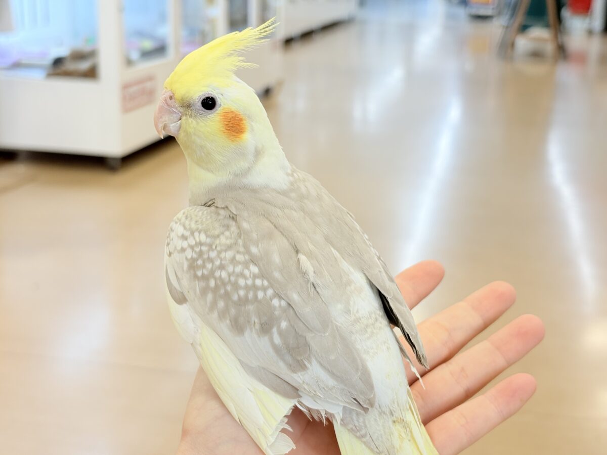 【最新画像更新🪄】ふんわりラテカラー🐥☕️オカメインコ(シナモンパールパイド) オカメインコ