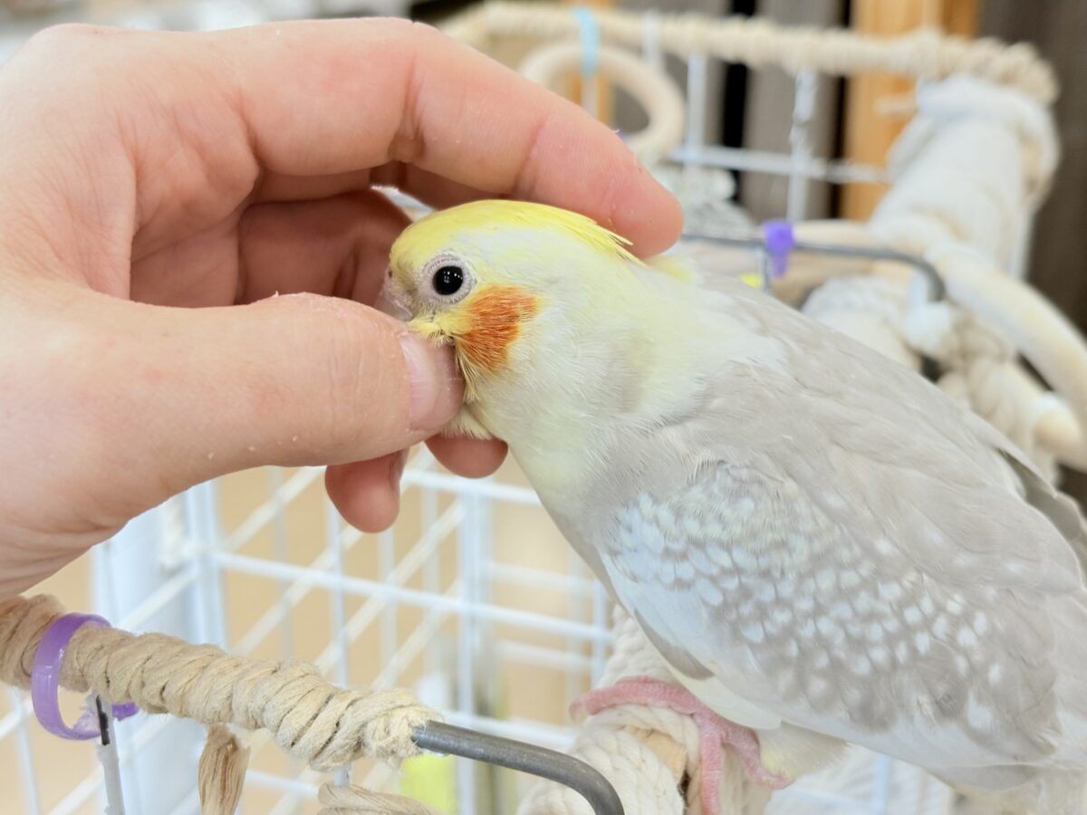 オカメインコ