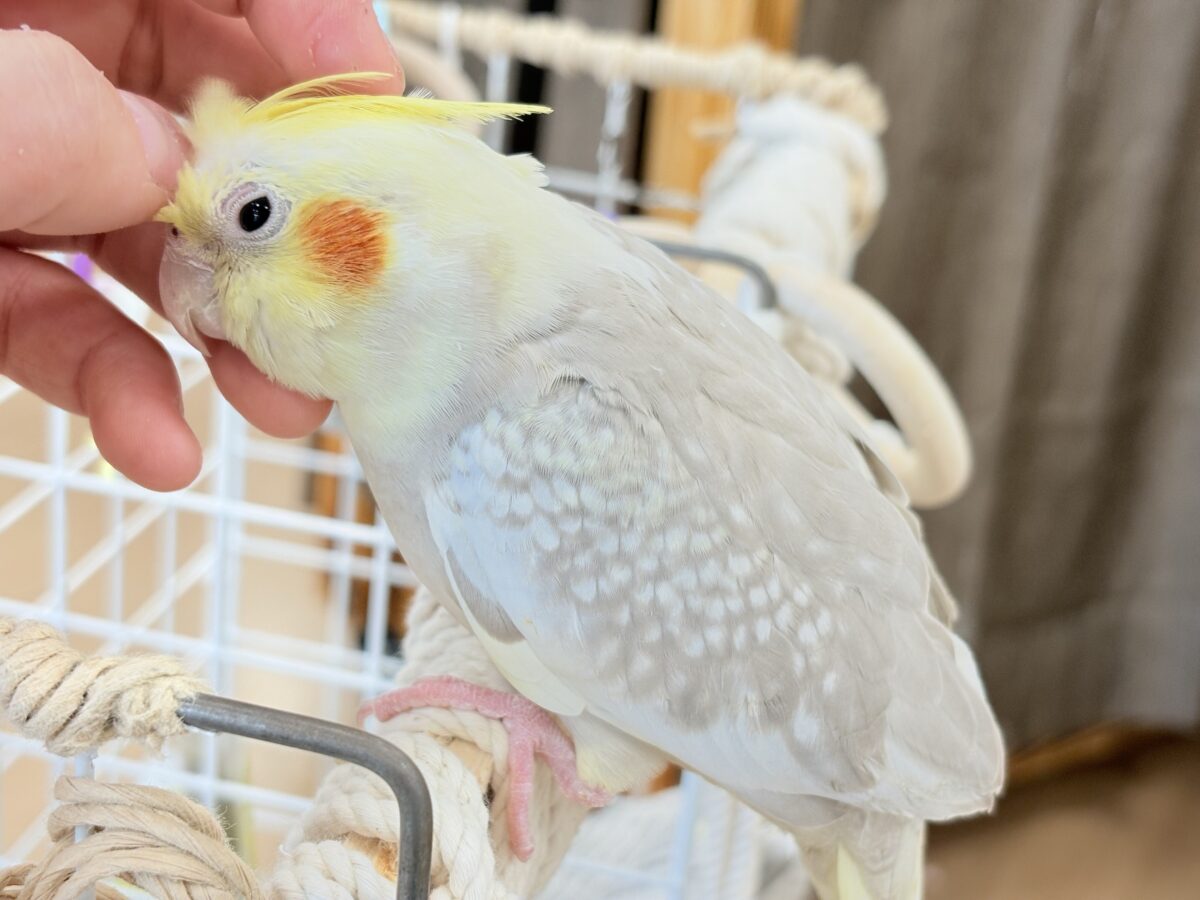 オカメインコ