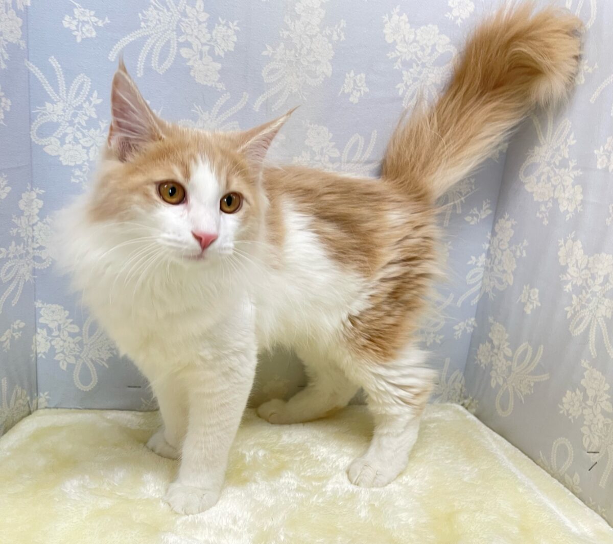 ノルウェージャンフォレストキャット