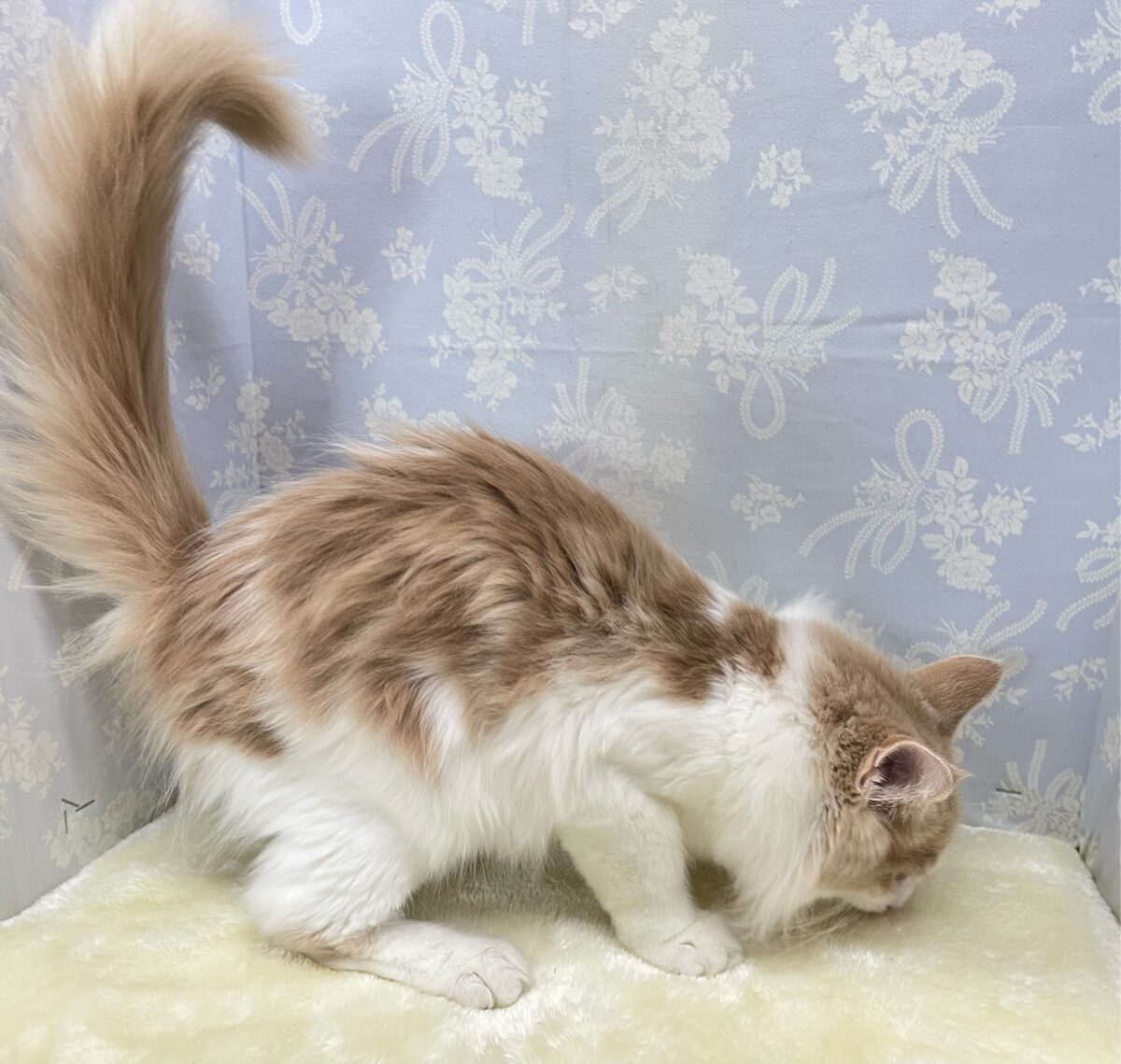 ノルウェージャンフォレストキャット