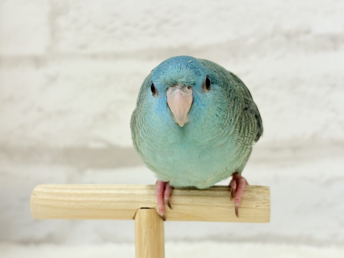 サザナミインコ