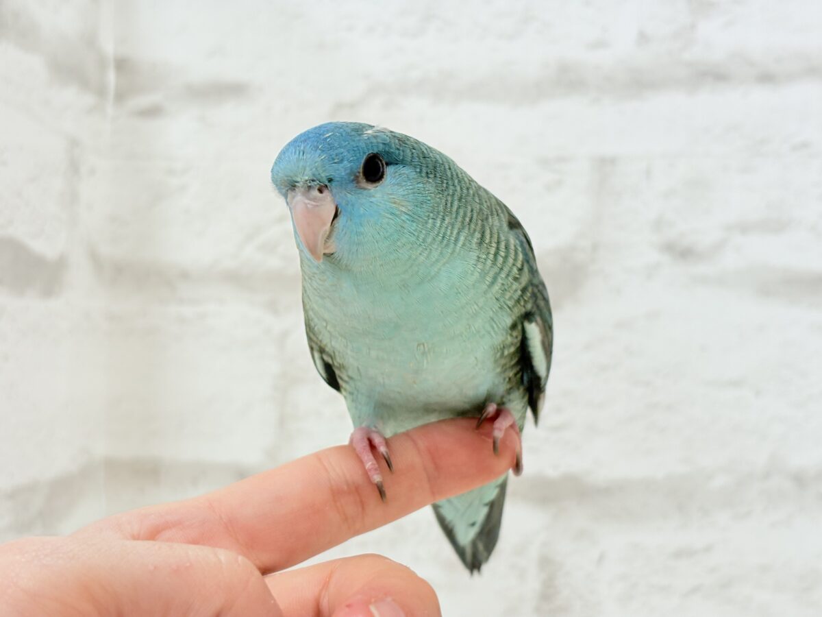 【動画更新🪄】ピーポポ星から流線型の可愛い子がやって来た⋆͛🪐 ͙͛サザナミインコ(ターコイズ) サザナミインコ