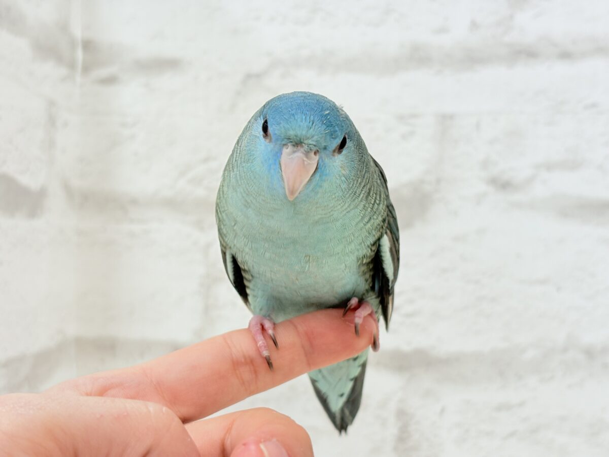 サザナミインコ